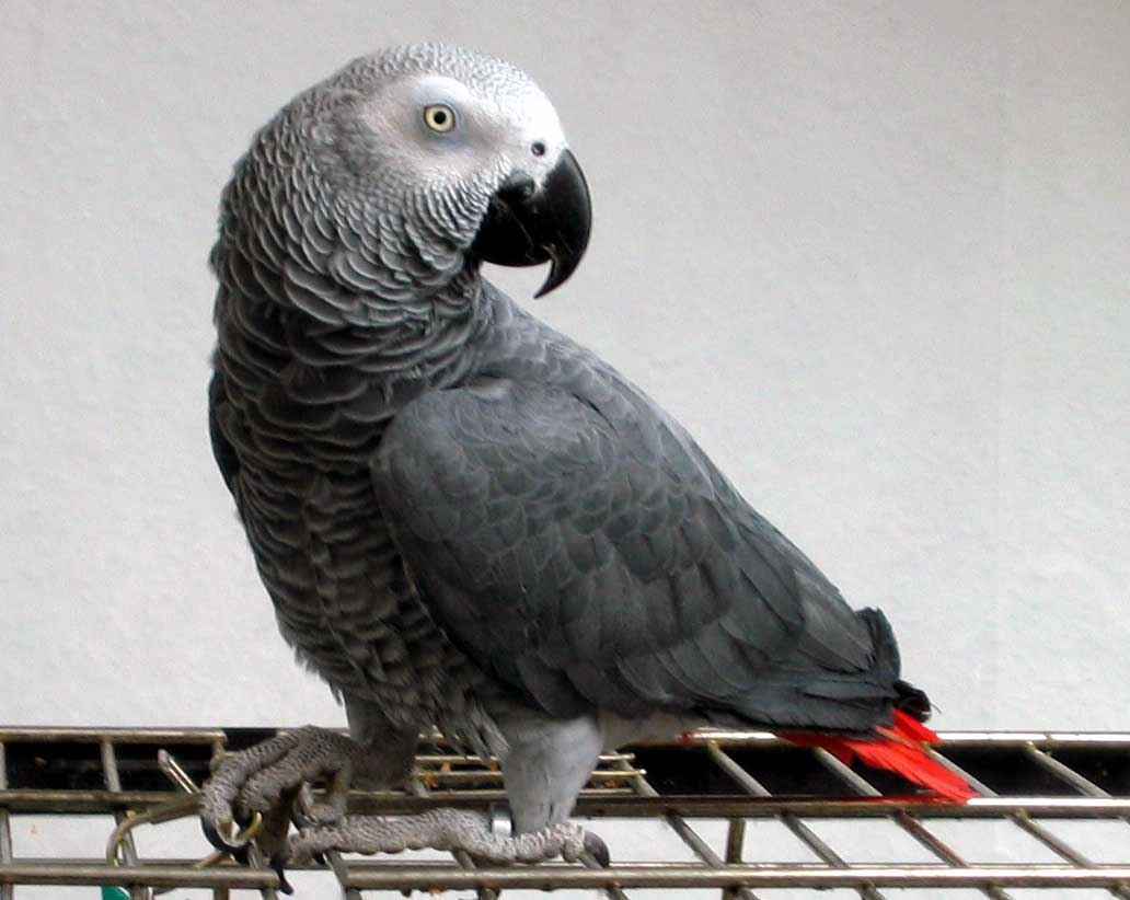 Your Parrot will be excited to see Kat